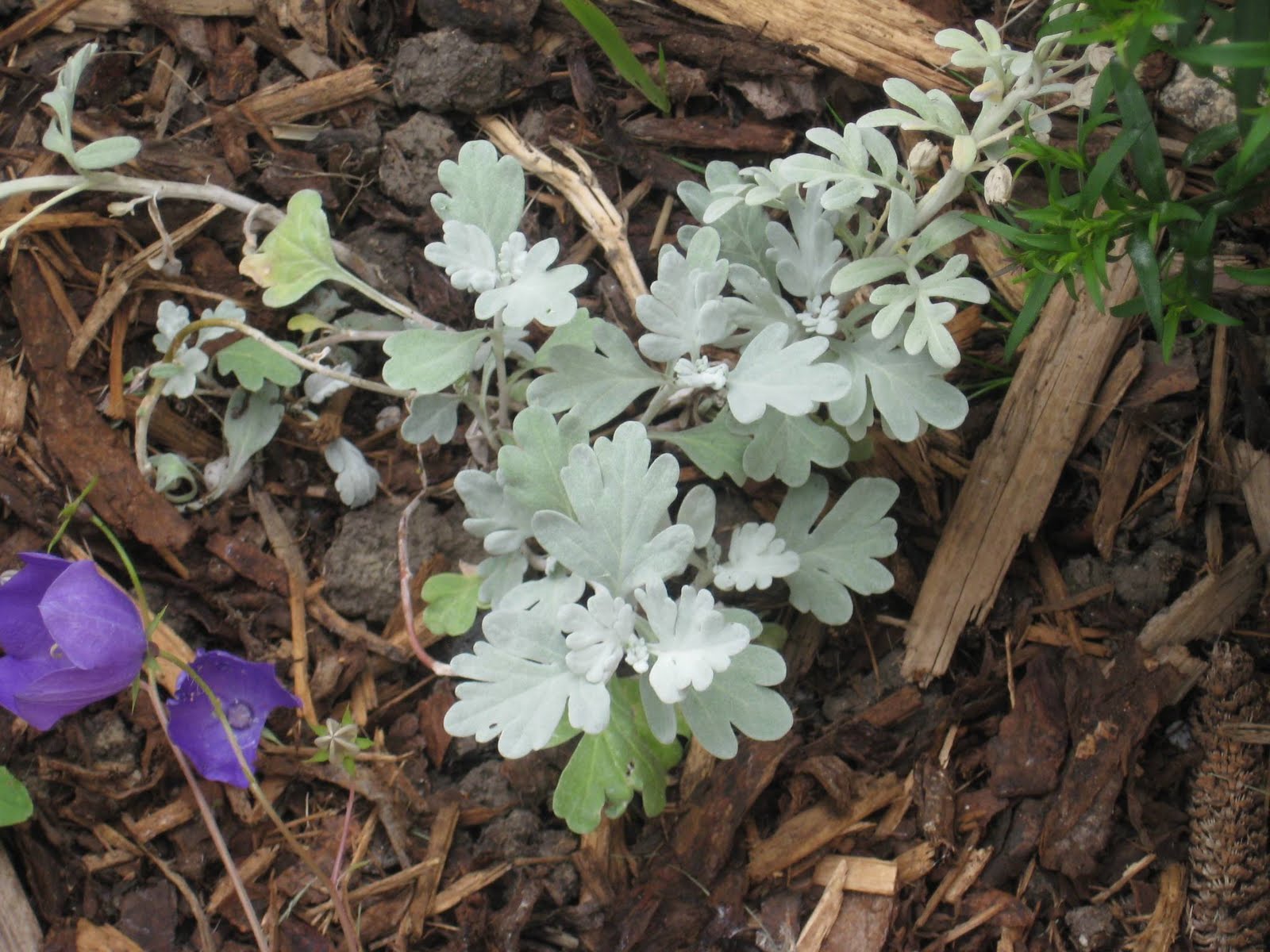 In The Garden August Parade of Pictures