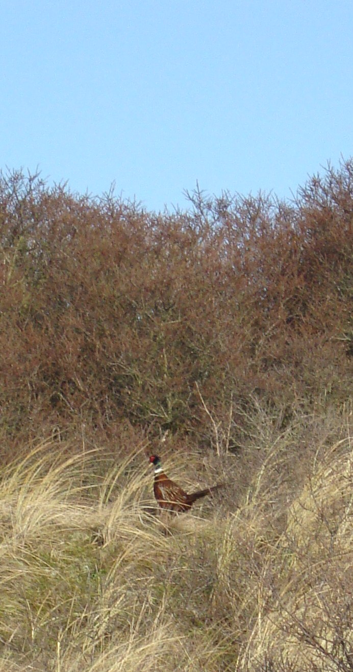 [Texel+-2-2010+021.JPG]