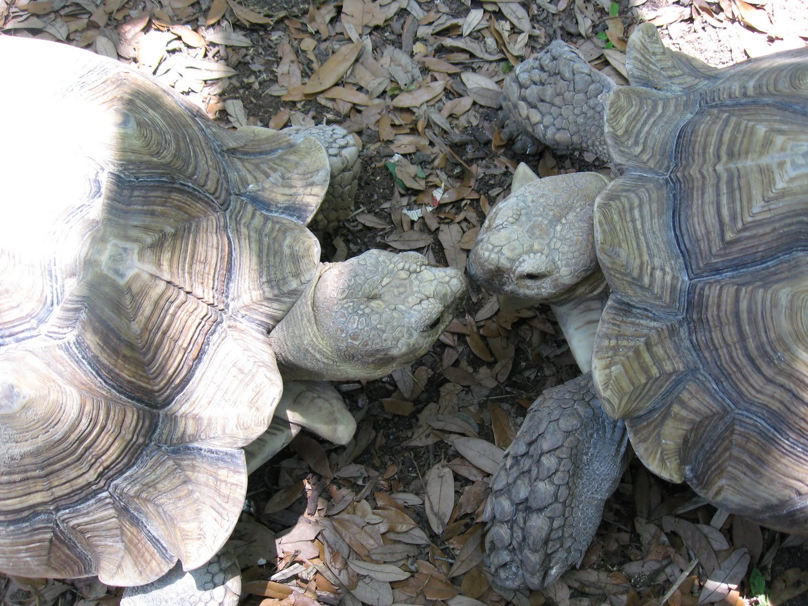 Natural Talent for Living Kissing Turtles