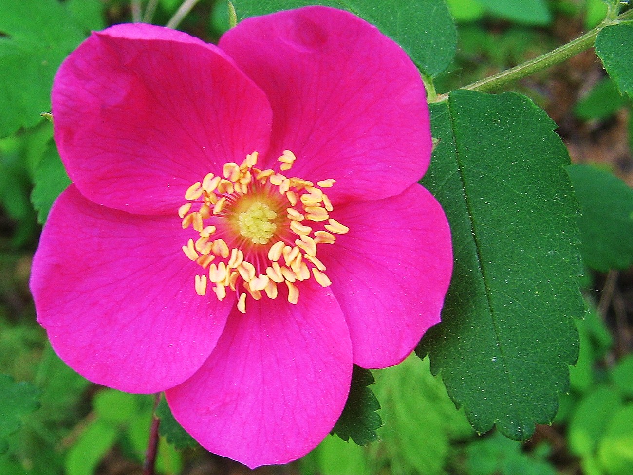 Arctic Garden Studio Rose Petals