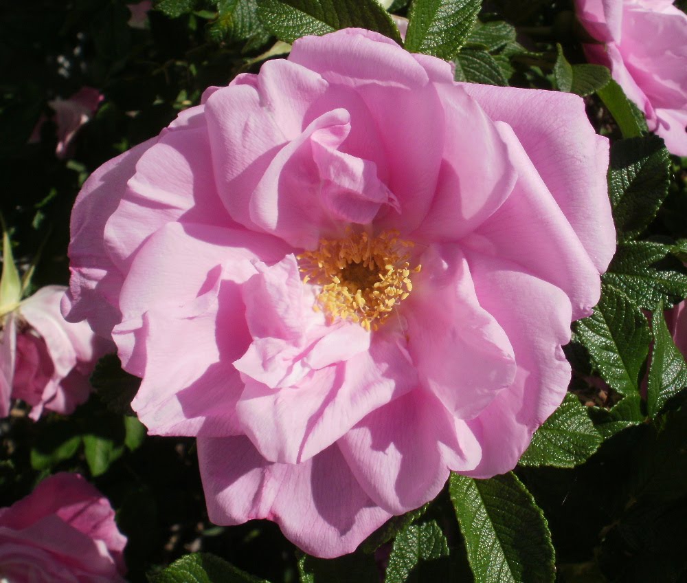 Michele's Treasures, Teacups, & Tumbling Rose Cottage Roses in Full Bloom