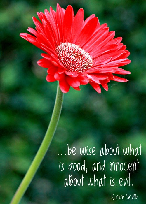 [Romans+16+19blog.jpg]