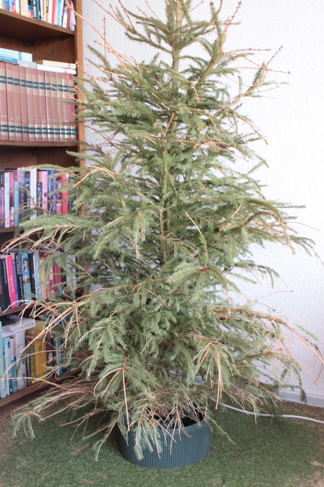 Bettina's leven in beeld Kerstboom eruit, kamerplant erin.....