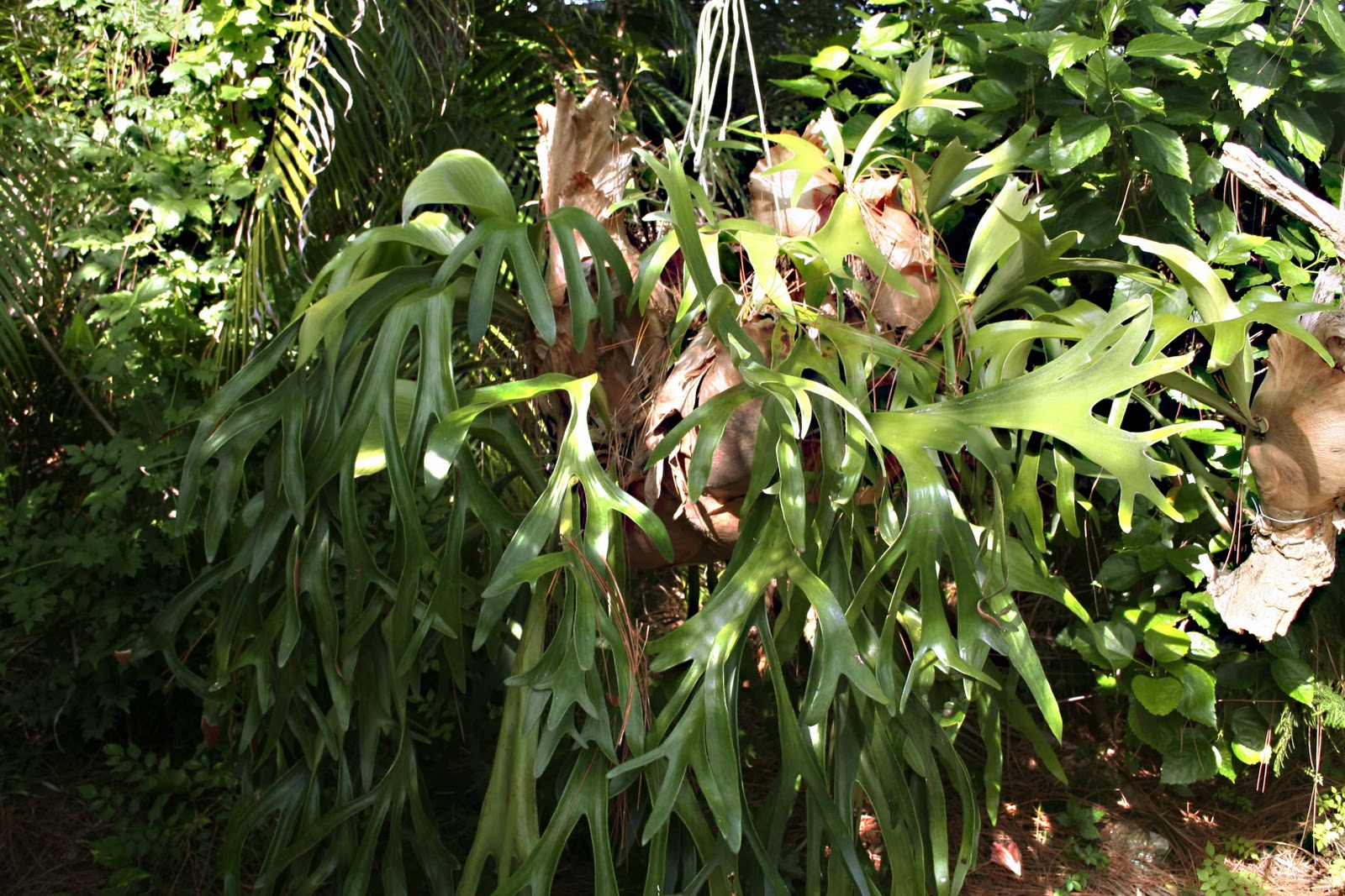 MadSnapper Staghorn Fern (the rest of the story)