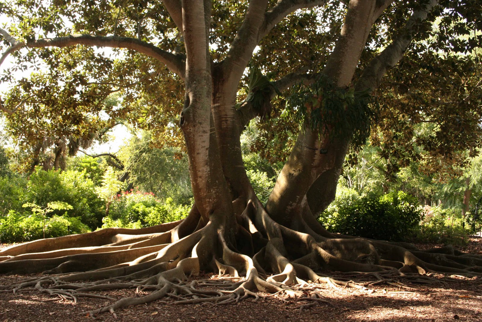 MadSnapper Amazing Trees out there (strangler figs and banyans)