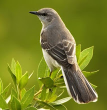 Mockingbird