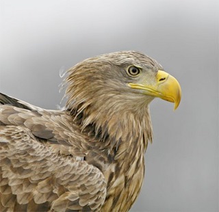 [29_White-tailed_Eagle.jpg]
