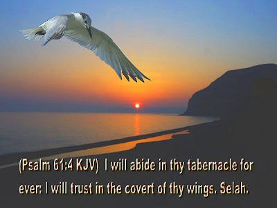psalm 61:4 KJV i will abide in thy tabernacle for ever i trust in the covert of thy wings selah jesus christ bible verse wallpapers with desktop image background of white squirrel bird flying on the sea shore from the rising sun background wallpapers of christians download free hot photos fotos