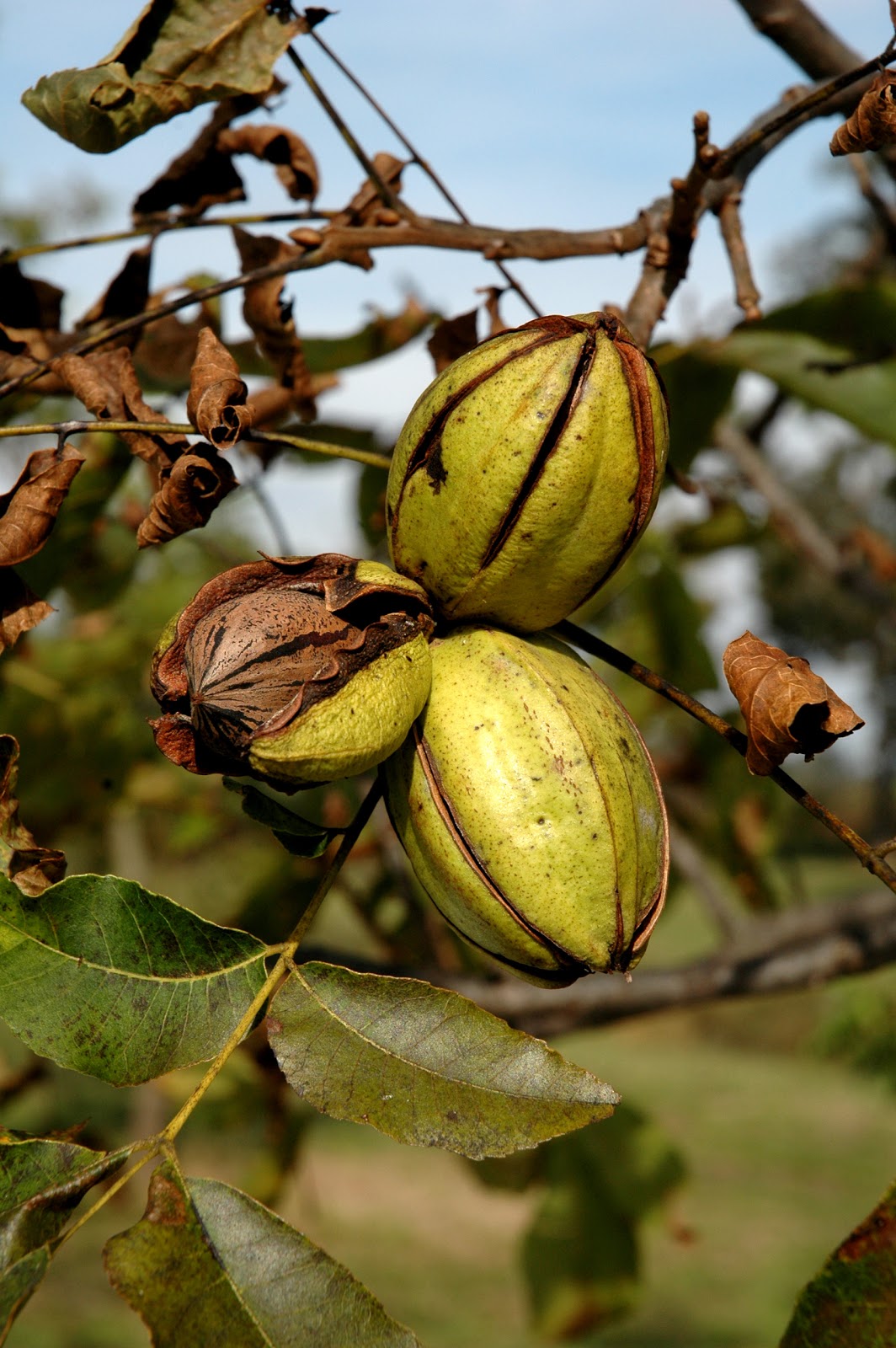 Northern Pecans Pecan Harvest Tour