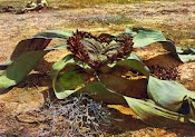 welwitschia mirabilis