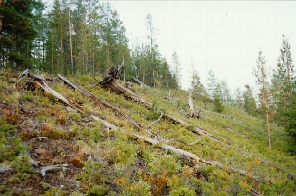 L’enigma della disposizione degli alberi abbattuti a Tunguska