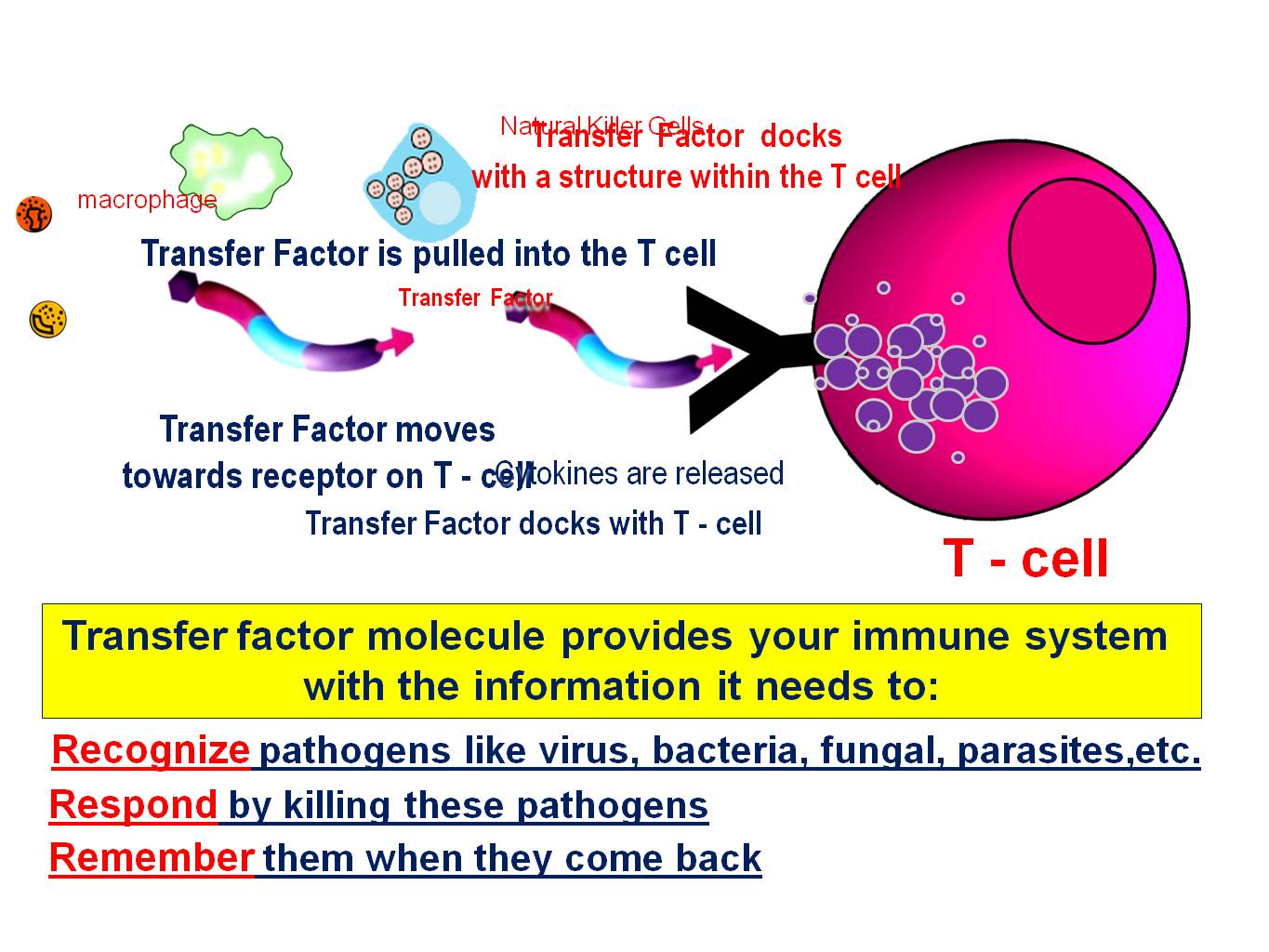 The AMAZING 4LIFE TRANSFER FACTOR! Transferceutical Science