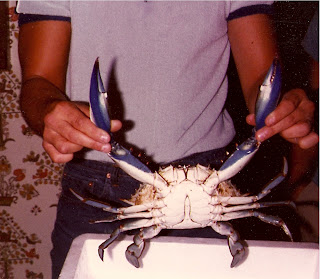 jumbo blue claw crab