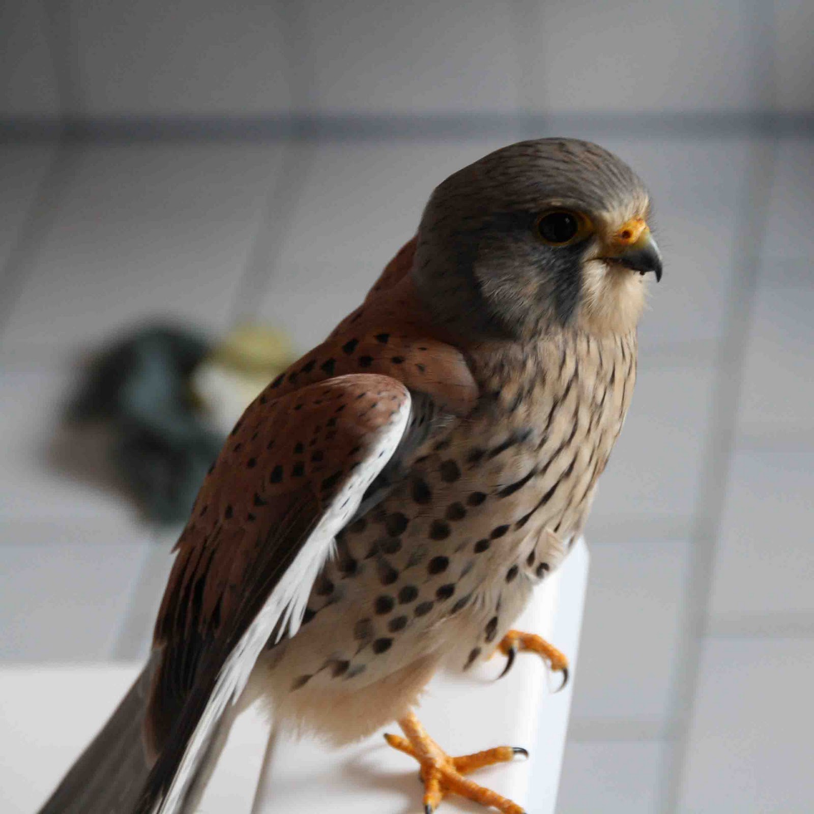 Ein Turmfalke fliegt ins Haus und bittet um ein
