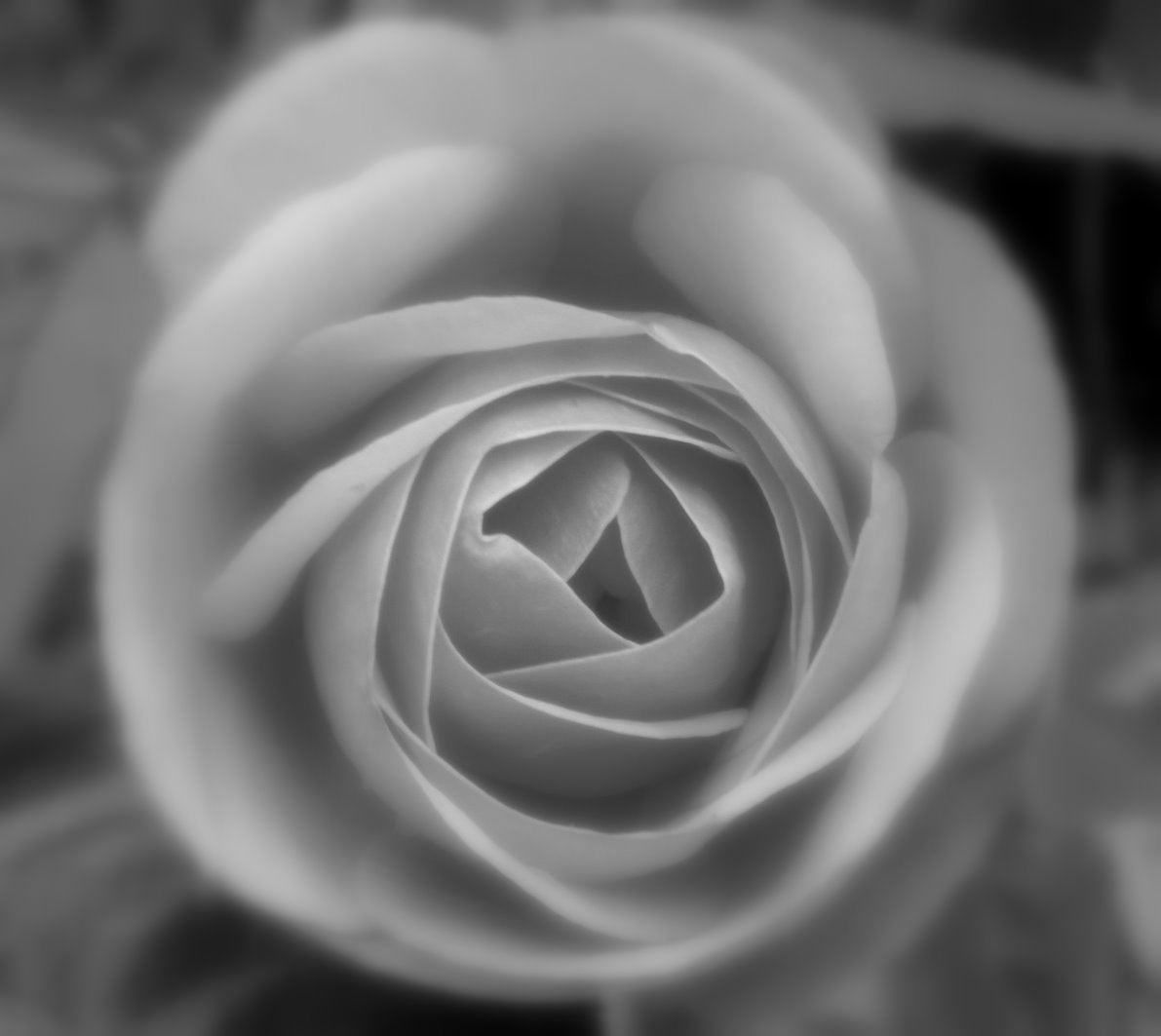 [Perfect+rose+(2),+s+side.JPG]