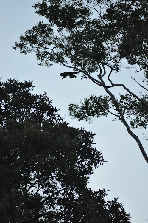 Monkey jumping