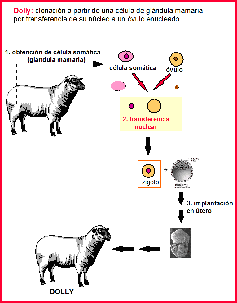 Clonación Procesos de Clonación