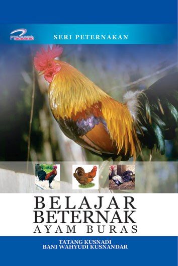 [belajar-bet-ayam-buras.jpg]