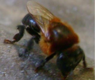 Jandaira: Taxonomia da Abelha Jandaira