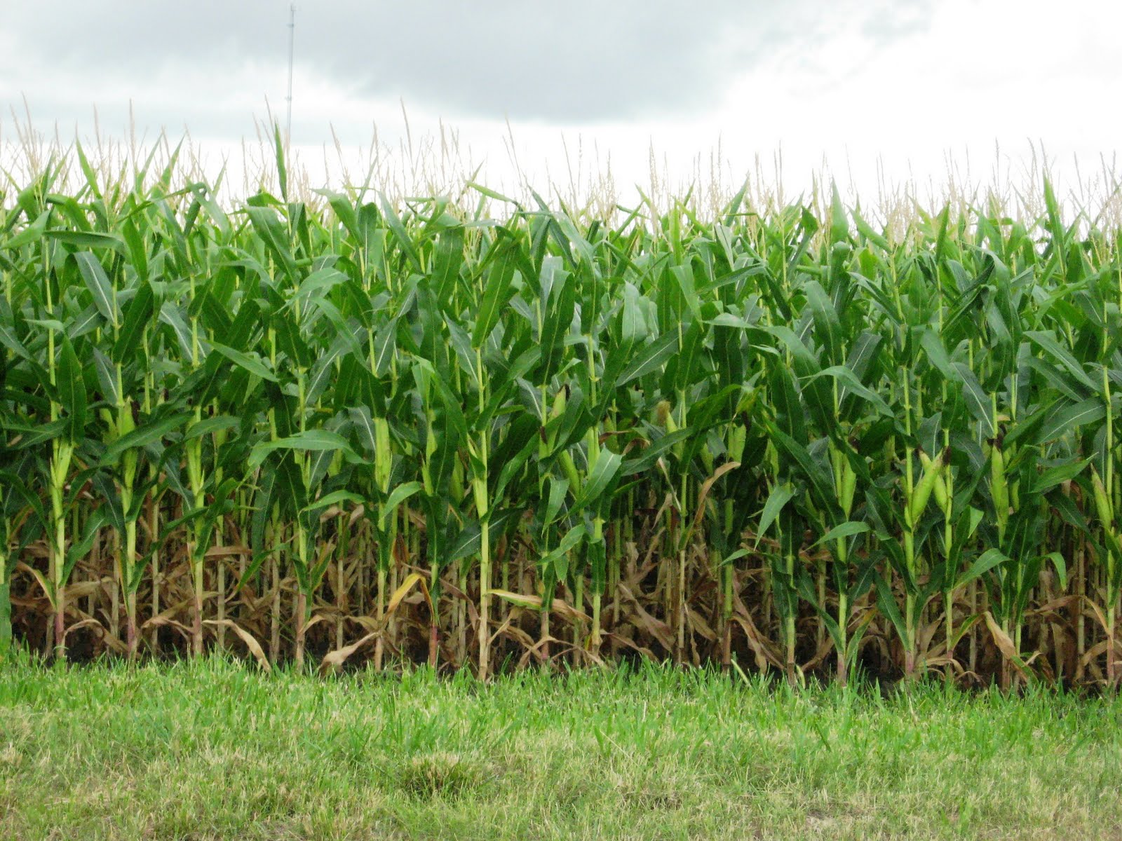 технология возделывания кукурузы на зерно. технологическая карта уборки кукурузы на силос. кукурузное поле. технология выращивания кукурузы. технология выращивания кукурузы.