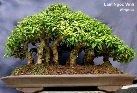 Lê Thạnh - Kỷ lục gia - Dị nhân Bonsai Ngược: Bonsai kiểu rừng