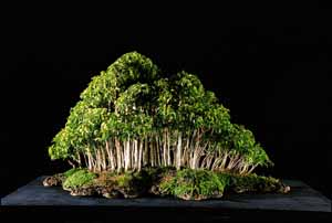 Lê Thạnh - Kỷ lục gia - Dị nhân Bonsai Ngược: Bonsai kiểu rừng