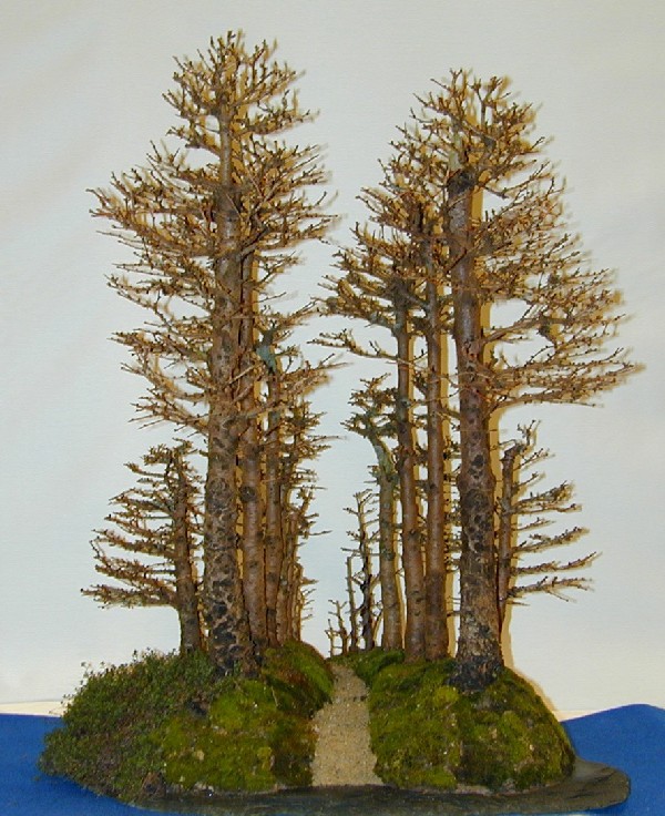 Lê Thạnh - Kỷ lục gia - Dị nhân Bonsai Ngược: Bonsai kiểu rừng