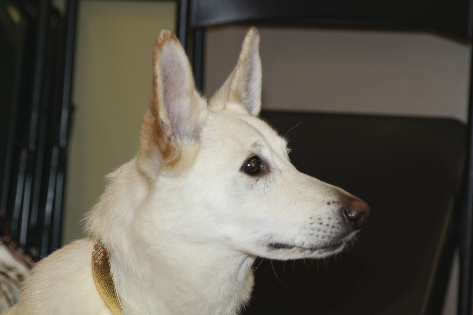 Living the Life of Winston! Getting ready for Therapy Dog International (TDI) Test