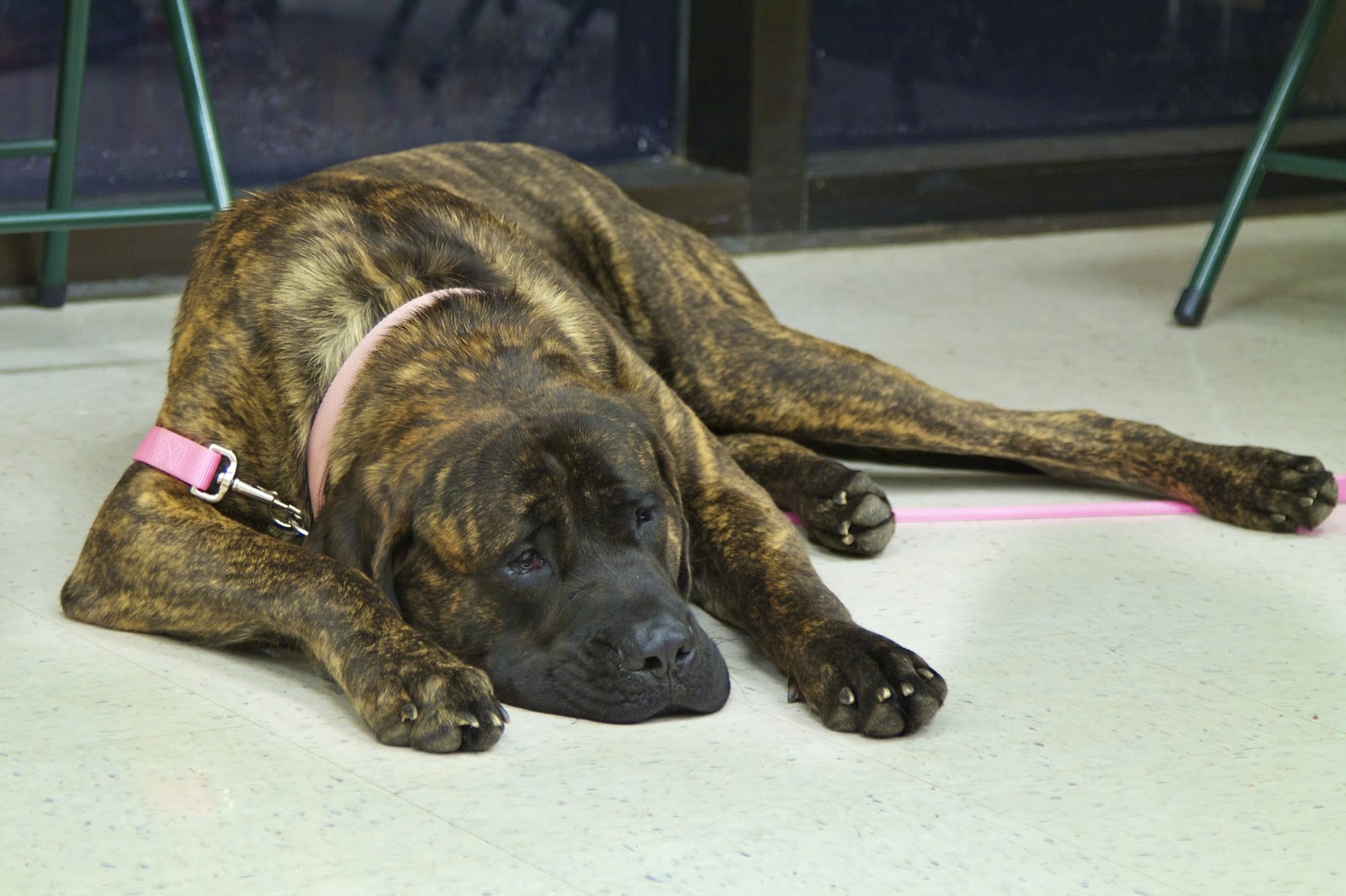 Living the Life of Winston! Getting ready for Therapy Dog International (TDI) Test