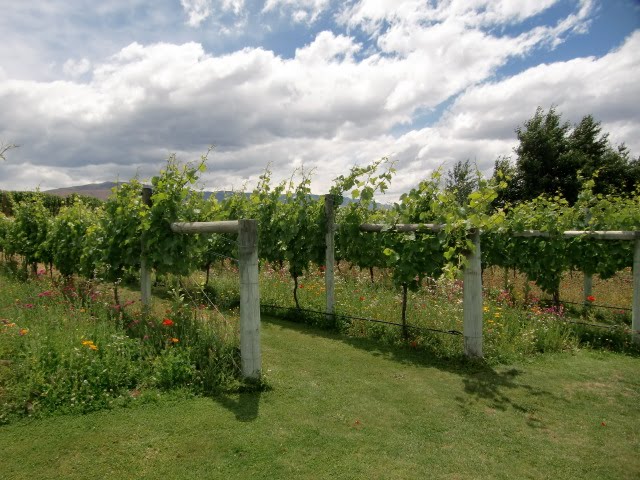 For the winetasters....