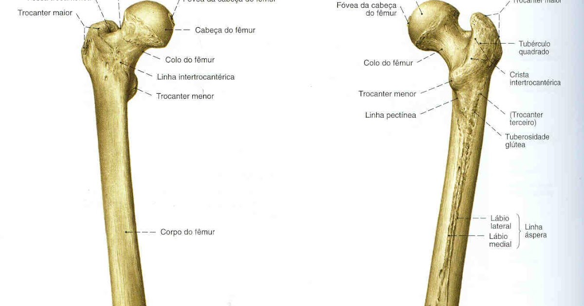 Ramus inferior ossis ischii. Os ilium анатомия. Linea externum. Тазовая кость на латинском. Os coxae анатомия.