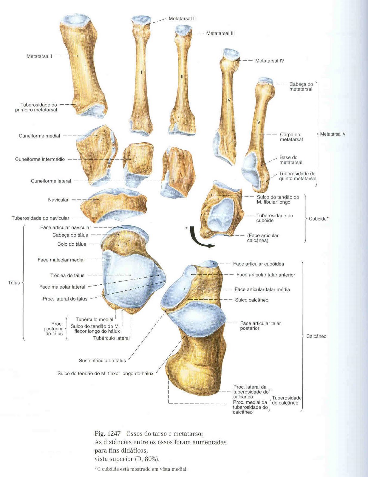 Anatomia Radiologica: Pe
