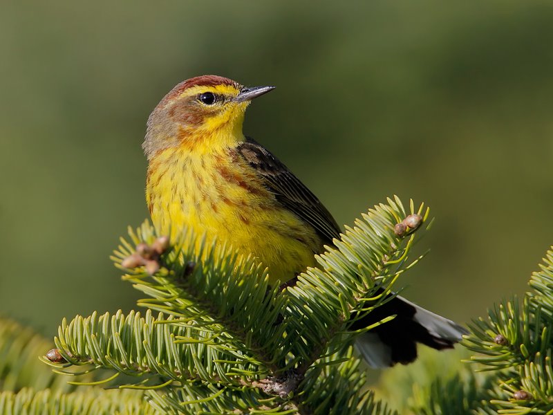 [palmwarbler-7575.jpg]