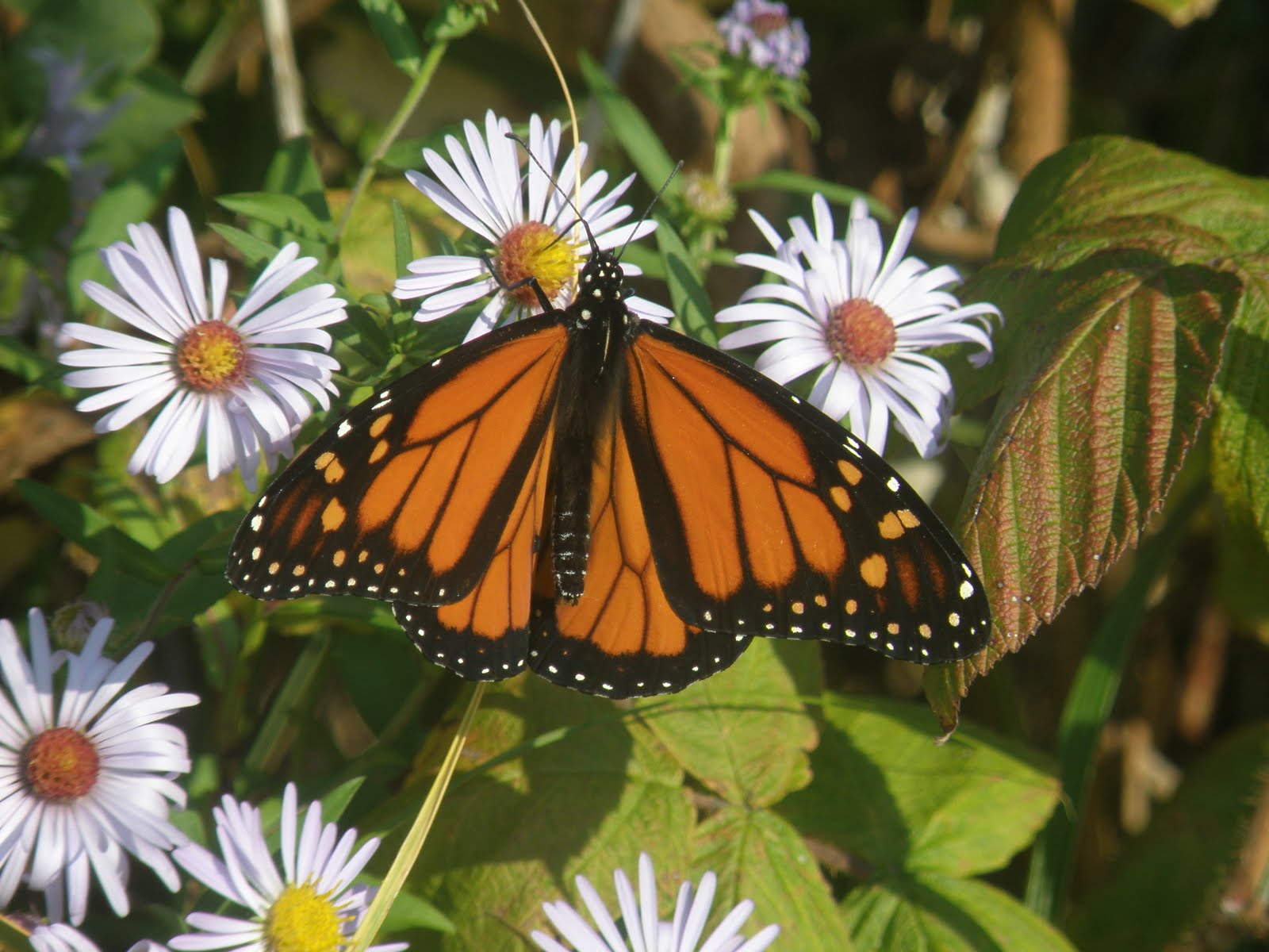 [Monarch.JPG]