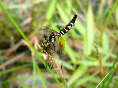 Dragonfly, Nannophya pygmaea