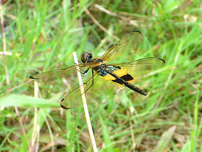 Dragonfly, Rhyothemis phyllis