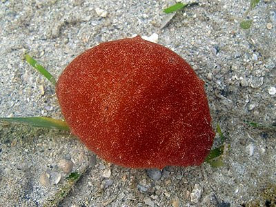 Red sea cucumber, Actinopyga sp