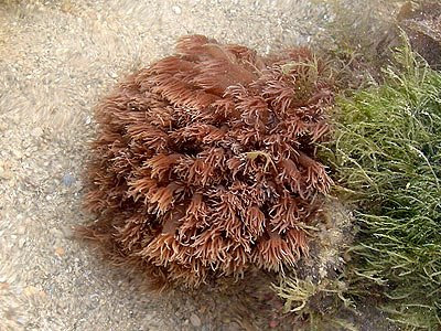 anemone coral, Goniopora sp