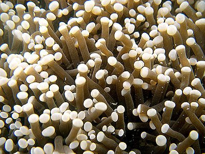 mushroom coral, Heliofungia actiniformis