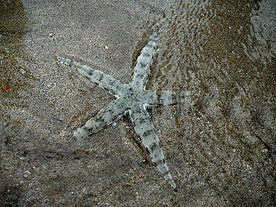 Sand-sifting sea star, Archaster typicus