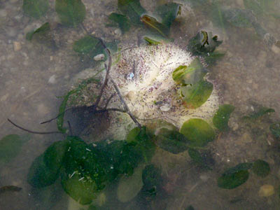 Salmacis Sea Urchin (Salmacis sp.)