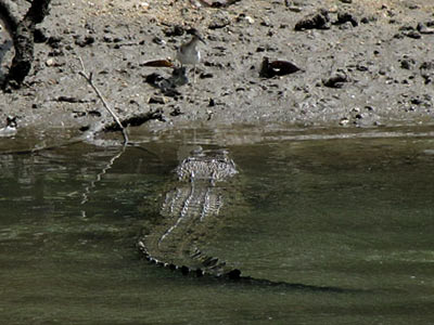 Estuarine Crocodile (Crocodylus porosus)