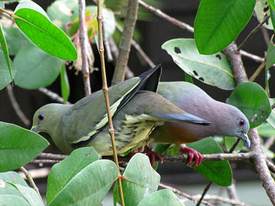 Pink-necked Green Pigeons (Treron vernans)