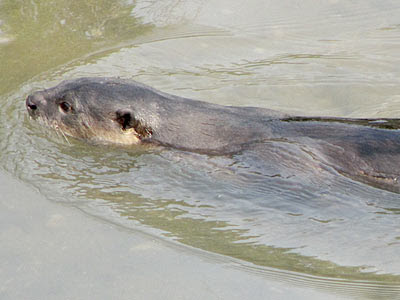 Smooth Otter (Lutrogale perspicillata)