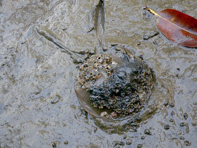 Mangrove Horseshoe Crab (Carcinoscorpius rotundicauda)