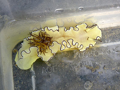 Black margined glossodoris nudibranch (Glossodoris atromarginata)