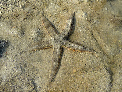 sand-sifting sea stars, Archaster typicus