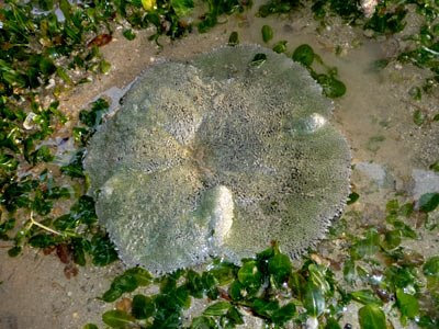 Stichodactyla haddoni, carpet sea anemone