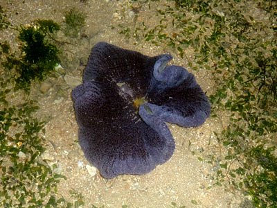 carpet anemone, Stichodactyla haddoni