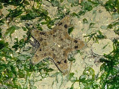 cake starfish, Anthenea aspera
